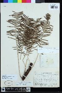 Lomaridium fuscosquamosum image