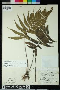 Hymenasplenium delitescens image