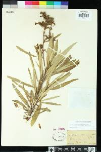 Eriodictyon californicum image