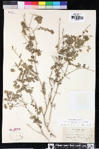 Phacelia ramosissima image