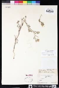 Phacelia vallis-mortae image