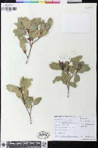 Quercus agrifolia image