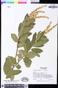 Leucothoe davisiae image