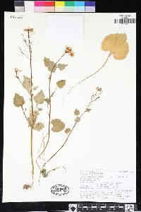 Cardamine californica image