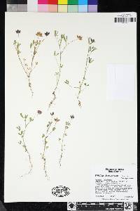 Trifolium depauperatum image