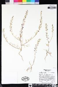 Lepidium nitidum image