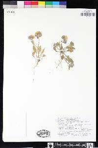 Phacelia divaricata image