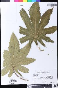 Ricinus communis image