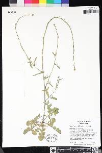 Sisymbrium officinale image