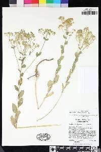 Lepidium chalepense image