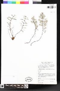 Pellaea mucronata var. mucronata image