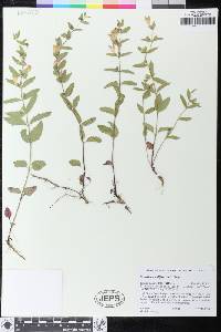 Scutellaria californica image