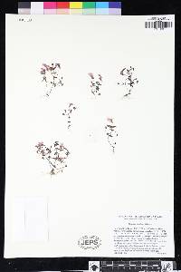 Erythranthe gracilipes image