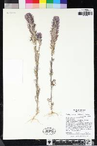 Castilleja exserta subsp. exserta image