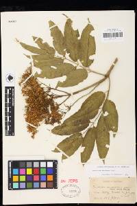 Sambucus nigra image