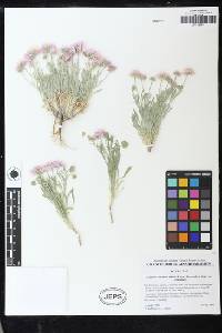 Erigeron concinnus var. concinnus image