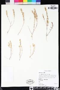 Lepidium nitidum image