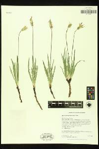 Agoseris parviflora image