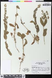 Stachys ajugoides image