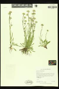 Erigeron lonchophyllus image