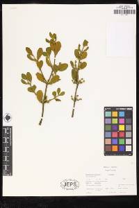 Phoradendron leucarpum subsp. tomentosum image