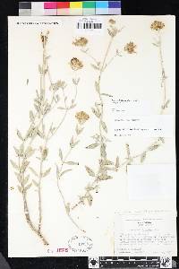 Monardella linoides subsp. sierrae image