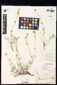 Eriophyllum confertiflorum image