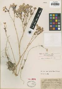 Gilia cana subsp. speciosa image