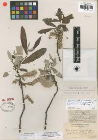 Salix jepsonii image