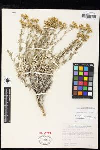 Eriophyllum confertiflorum image