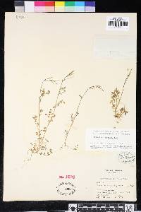 Cardamine oligosperma image