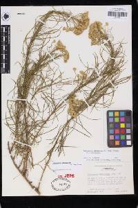 Ericameria arborescens image