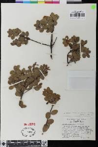 Arctostaphylos montana subsp. ravenii image