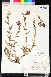 Castilleja applegatei subsp. martinii image