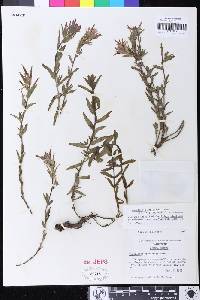 Castilleja applegatei image