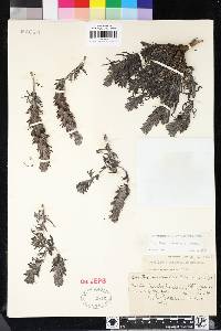 Castilleja arachnoidea image