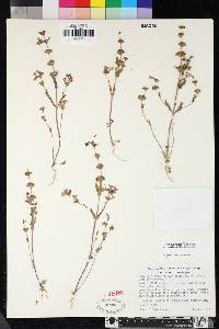 Collinsia bartsiifolia var. davidsonii image