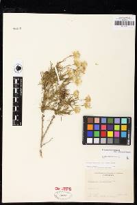 Ericameria linearifolia image