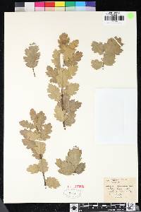 Quercus dumosa image