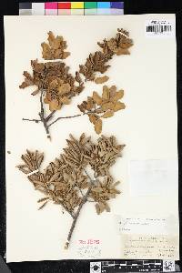 Quercus durata image