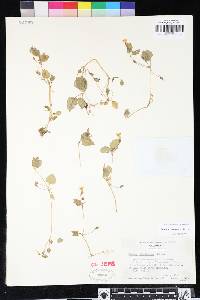 Erythranthe geniculata image