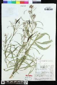 Asclepias fascicularis image