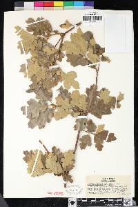 Quercus garryana var. breweri image