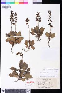 Pyrola picta image