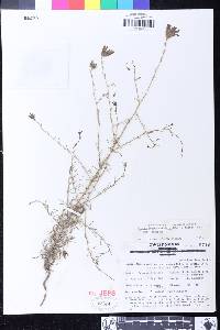 Cordylanthus eremicus image