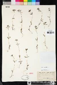 Collinsia parviflora image