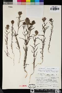 Orthocarpus cuspidatus image