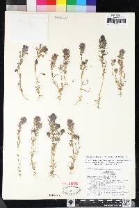 Castilleja densiflora image