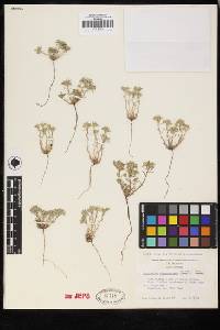 Cryptantha circumscissa image