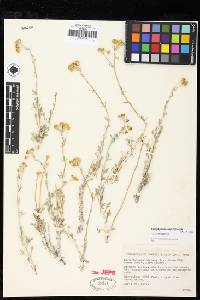 Eriophyllum confertiflorum var. confertiflorum image